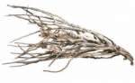 Desert Branch, Wüstenzweig ca. 50-70cm